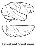 Lateral and Dorsal Views