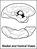 Template Atlas Of The Primate Brain