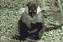 adult
