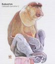 Nasalis larvatus portrait