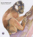 Macaca pagensis portrait