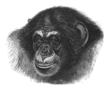 artist's portrait