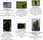 chimpanzee species