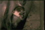 infant