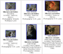 various species of macaque