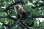 white-fronted capuchin (Cebus albifrons)