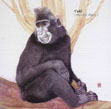Macaca nigra portrait