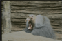 yawning
